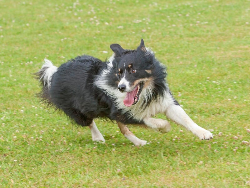 If you ever ask a class of dog breeds whether they enjoy working, Border Collies will certainly raise their paw. Often involved in sheep herding, these pooches are always on the move and are quick to complete their tasks. To keep them physically and mentally stimulated, make sure to provide them with lots of exercise. With all that energy, it takes quite a while to wear them out.