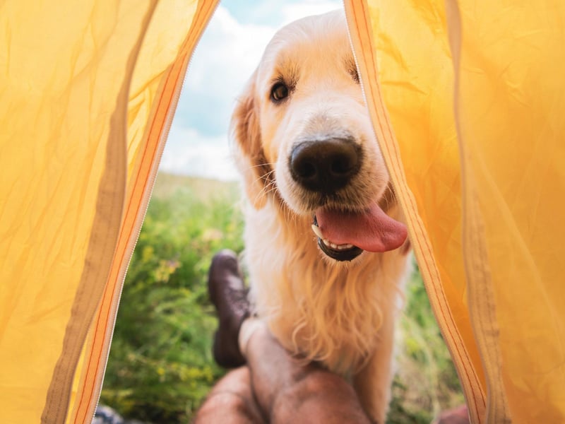 Teddy completes the top five most common male puppy names in the UK. A shortened form of both Theodore and Edward, it originated in France and means 'wealthy protector'.