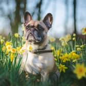 Spring flowers are a pretty and welcome sign that winter is finally over - but some of the blooms can be dangerous to dogs.