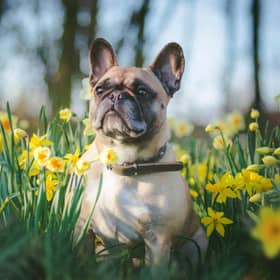 Spring flowers are a pretty and welcome sign that winter is finally over - but some of the blooms can be dangerous to dogs.