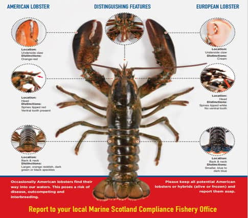 Marine Scotland have provided information and visuals to help fishers and the public identify any American lobsters by features such as the orange-red undersides of their claws, different colouring and stockier appearance.