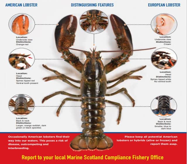 Marine Scotland have provided information and visuals to help fishers and the public identify any American lobsters by features such as the orange-red undersides of their claws, different colouring and stockier appearance.