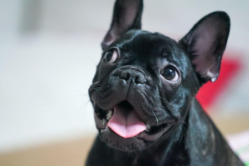 If you are looking for a breed of dog that'll enjoy splashing around in the water then the French Bulldog isn't for you. A combination of their disproportionately large head, short legs and short muzzle means they aren't able to swim.