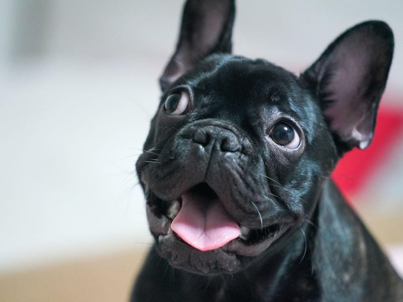 If you are looking for a breed of dog that'll enjoy splashing around in the water then the French Bulldog isn't for you. A combination of their disproportionately large head, short legs and short muzzle means they aren't able to swim.