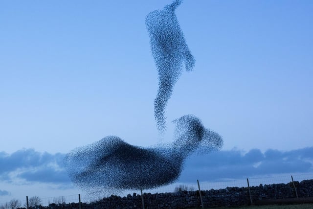 November is the perfect month to see one of the most spectacular wildlife events the UK has to offer - murmurations. These incredible and beautiful flocks of up to 100,000 starlings create incredible patterns in the sky. The best time to see them is in the evening, just before dusk, with Gretna Green a particular hotspot.