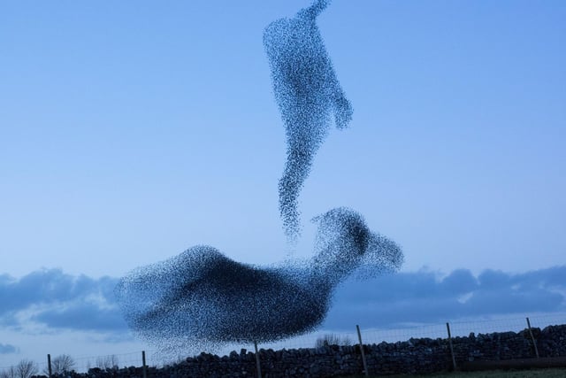 Scottish Wildlife in November: Here are 10 amazing plants and animals