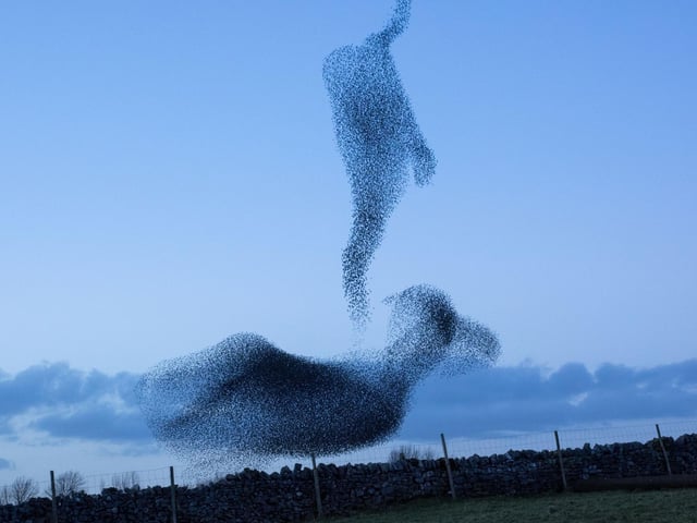 November is the perfect month to see one of the most spectacular wildlife events the UK has to offer - murmurations. These incredible and beautiful flocks of up to 100,000 starlings create incredible patterns in the sky. The best time to see them is in the evening, just before dusk, with Gretna Green a particular hotspot.