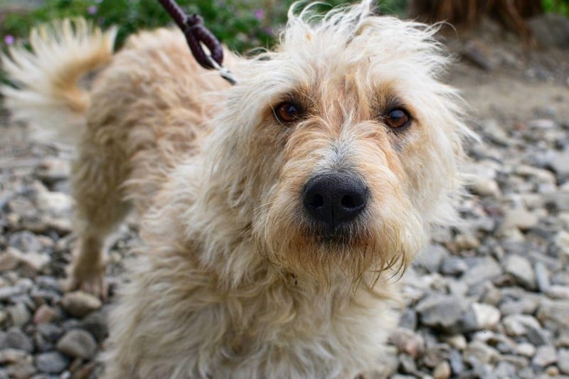 The Otterhound, a type of scent hound, is the British breed most at risk according to the Kennel Club. There were only seven registered last year, compared with 44 the year before, and it's thought there may be as few as 600 animals left worldwide.