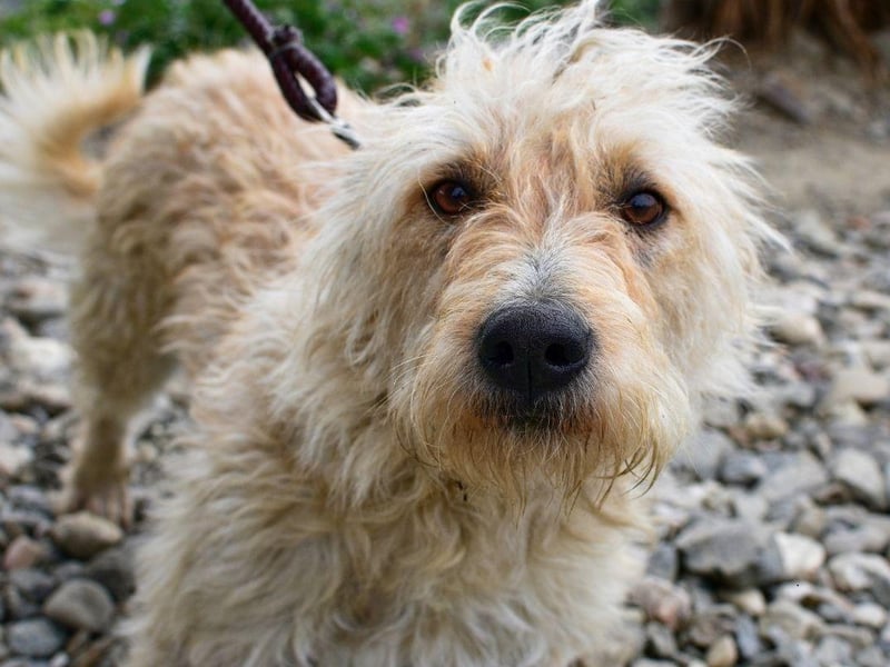 The Otterhound, a type of scent hound, is the British breed most at risk according to the Kennel Club. There were only seven registered last year, compared with 44 the year before, and it's thought there may be as few as 600 animals left worldwide.