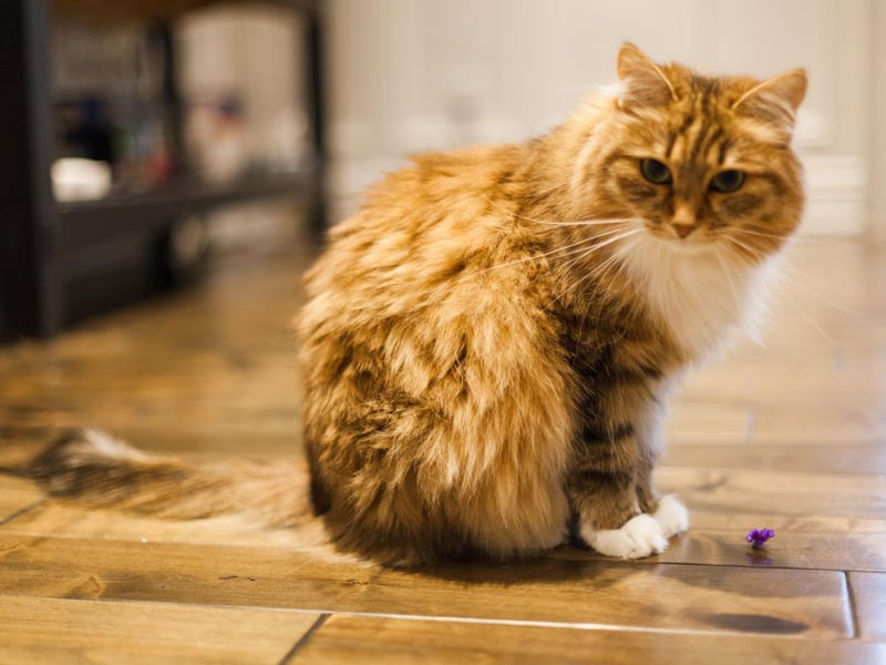 Rounding out the top 10 most expensive cats, with a price tag of around £990, is the Siberian. This breed features in Russian fairy tales and children's books and makes for an energetic and fun pet.