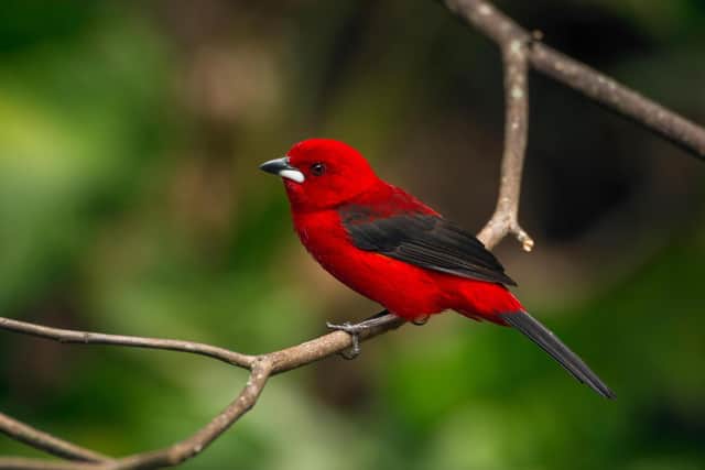 The Atlantic Forest teems with as many endemic plants, animals and birds, such as this tanager, as the Amazon. Pic: PA Photo/Alamy.