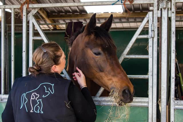 The Academy of Veterinary Physiotherapy offers a three stage qualification route - Animal News Agency