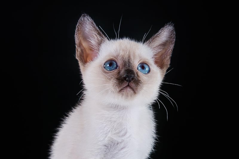The Tonkinese breed are loving, affectionate and caring - but not as vocal as the Siamese cat, which they are partly bred from.