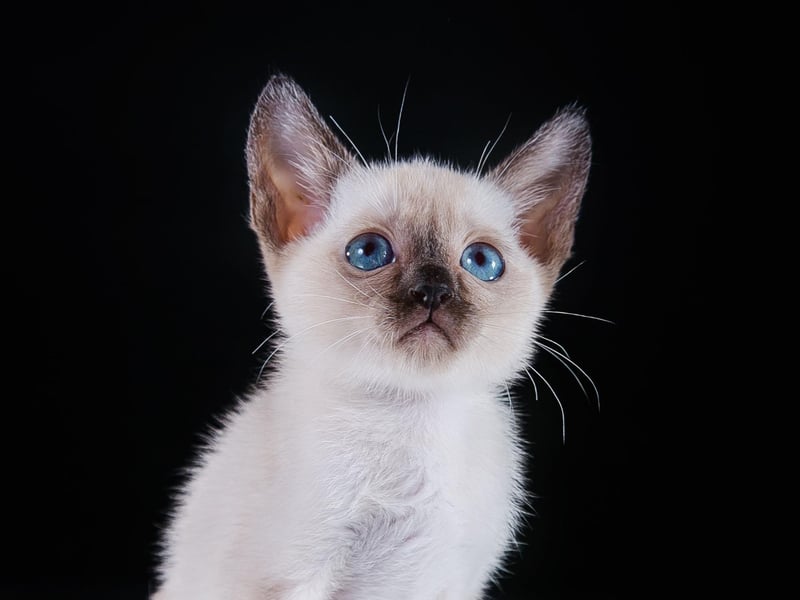 The Tonkinese breed are loving, affectionate and caring - but not as vocal as the Siamese cat, which they are partly bred from.