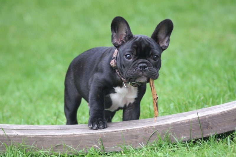 The French Bulldog was bred in the 1800s to be a companion dog and is the result of a cross between toy English Bulldogs and French ratters (terriers used to hunt vermin).
