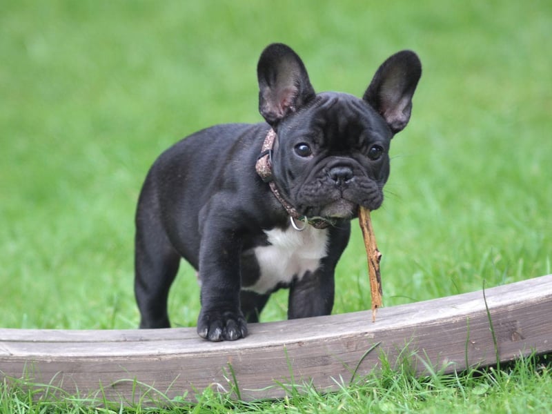The French Bulldog was bred in the 1800s to be a companion dog and is the result of a cross between toy English Bulldogs and French ratters (terriers used to hunt vermin).