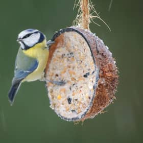 Birds benefit hugely from garden feeders in the winter