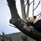 Giant Panda Tian Tian in her enclosure at Edinburgh Zoo.
