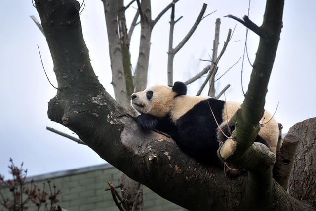 Giant Panda Tian Tian in her enclosure at Edinburgh Zoo.