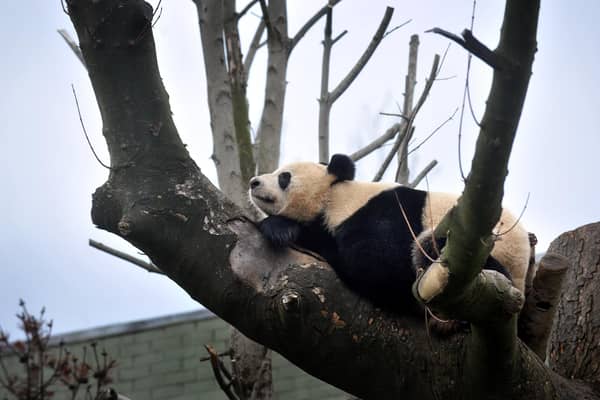 Giant Panda Tian Tian in her enclosure at Edinburgh Zoo.
