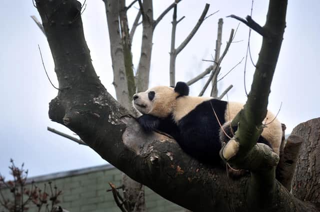 Giant Panda Tian Tian in her enclosure at Edinburgh Zoo.