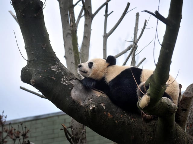 Giant Panda Tian Tian in her enclosure at Edinburgh Zoo.