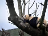 Giant Panda Tian Tian in her enclosure at Edinburgh Zoo.