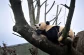 Giant Panda Tian Tian in her enclosure at Edinburgh Zoo.