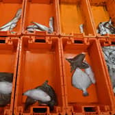 The catch from the stern trawler 'Nicola Anne' is graded before sale in the fish market at Sutton Harbour in Plymouth. Picture: Ben Stansall/AFP via Getty Images