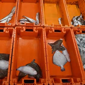 The catch from the stern trawler 'Nicola Anne' is graded before sale in the fish market at Sutton Harbour in Plymouth. Picture: Ben Stansall/AFP via Getty Images