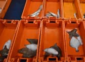 The catch from the stern trawler 'Nicola Anne' is graded before sale in the fish market at Sutton Harbour in Plymouth. Picture: Ben Stansall/AFP via Getty Images