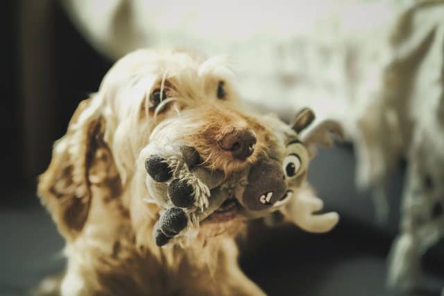 Some dogs are bred to have soft mouths.