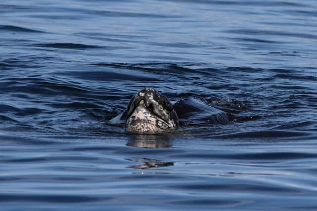 This giant leatherback turtle, an endangered species not usually found in Scottish waters, was spotted near the island of Muck in the Hebrides