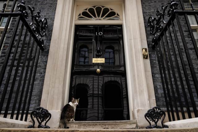 Larry the Downing Street cat sits at the door to number 10 Downing Street. (Photo by Dan Kitwood/Getty Images)