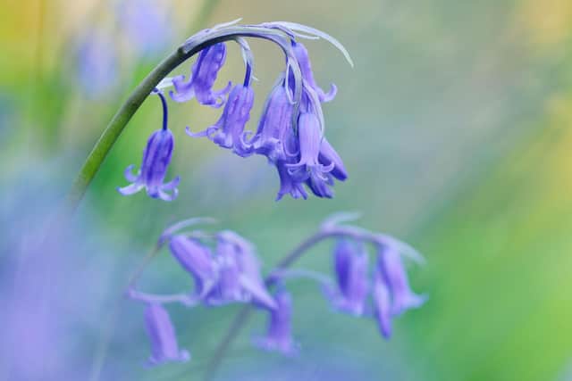 More than half of the entire global population of bluebells can be found in the UK, leading to the species being named the unofficial national flower