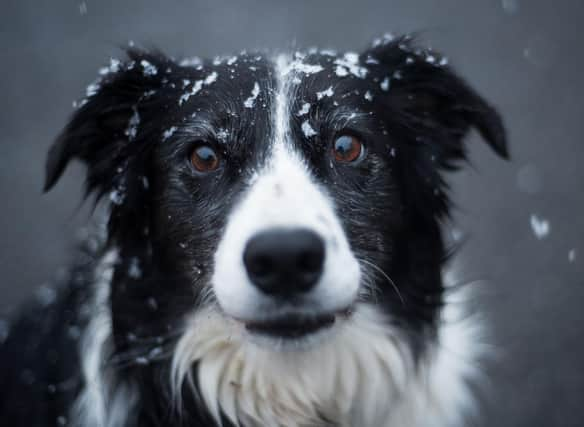 Looking for inspiration to name your new Border Collie puppy? Here are some ideas.