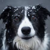 Looking for inspiration to name your new Border Collie puppy? Here are some ideas.