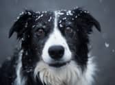 Looking for inspiration to name your new Border Collie puppy? Here are some ideas.