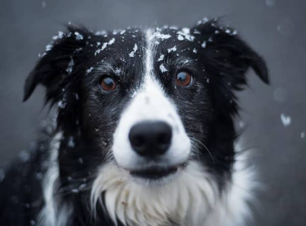 Looking for inspiration to name your new Border Collie puppy? Here are some ideas.