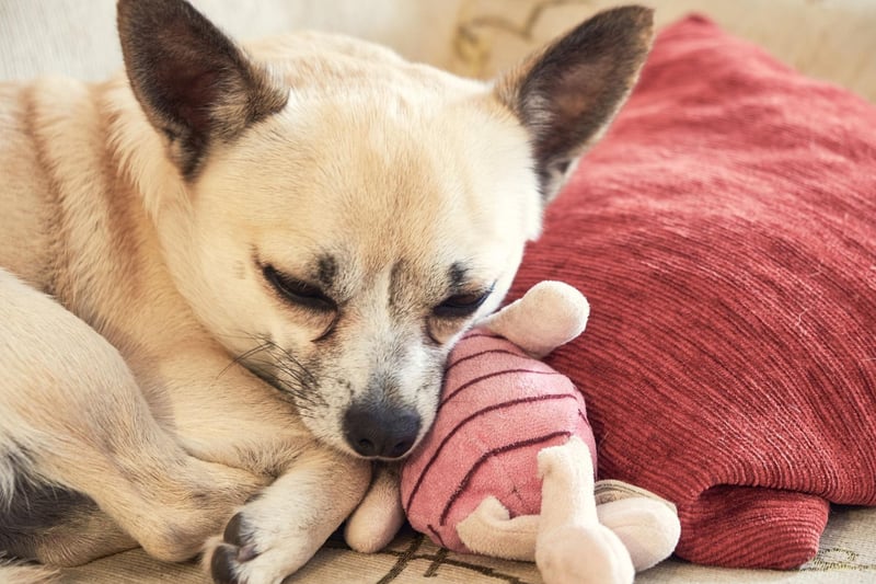 A tiny dog that's perfect for introverts - the Chihuahua can go wherever you go and makes a strong bond with one person that will never be broken.