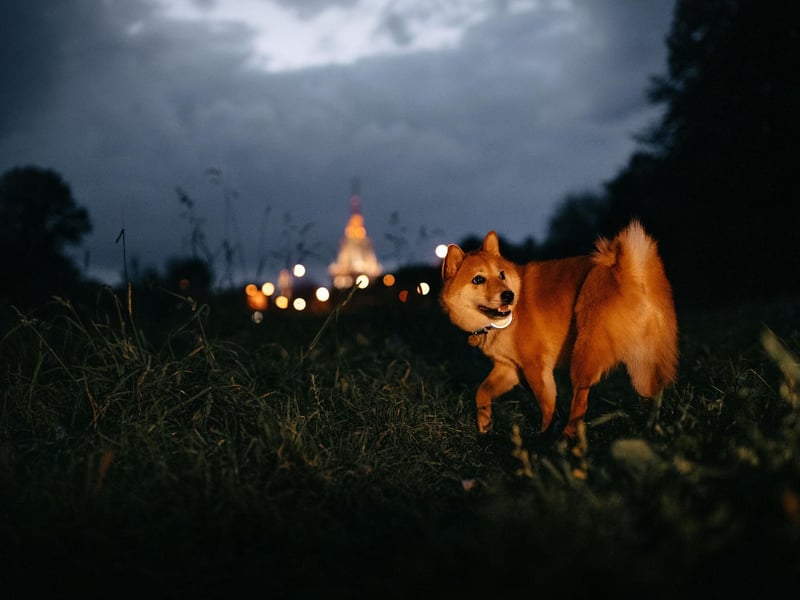 "If you see another light approaching you in the dark, call your dog back to your side and even clip them back on the lead whilst you pass. The other dog may be old, or grouchy and may not want another dog running up to them in the dark. And try not to dazzle them with a torch either."