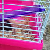 The hamsters were abandoned in a distinctive cage by the side of the road (Pic: Scottish SPCA)