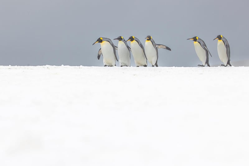 Wimbledon-based Paul Goldstein snapped the distinctive birds on a recent expedition he led to South Georgia.