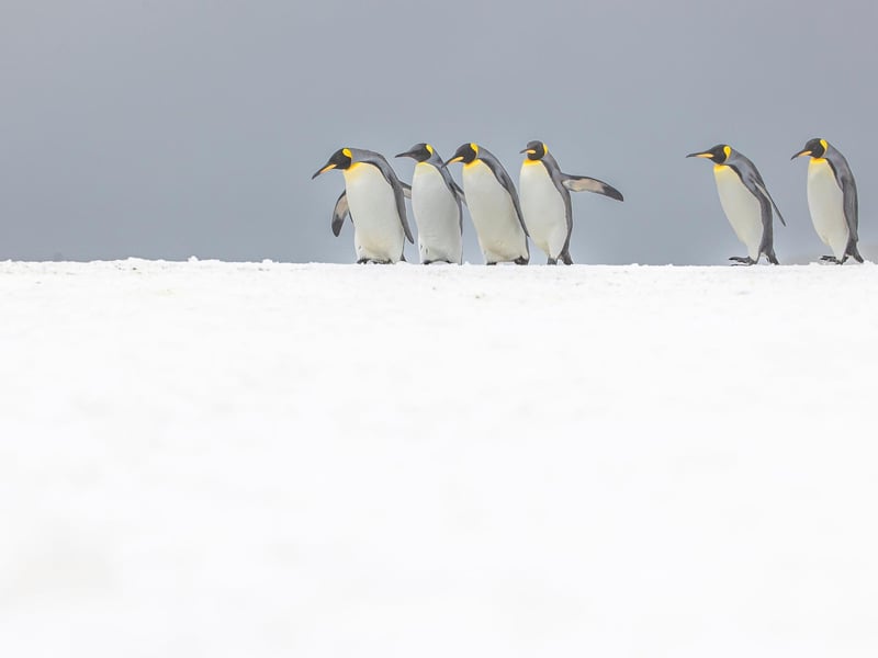 Wimbledon-based Paul Goldstein snapped the distinctive birds on a recent expedition he led to South Georgia.