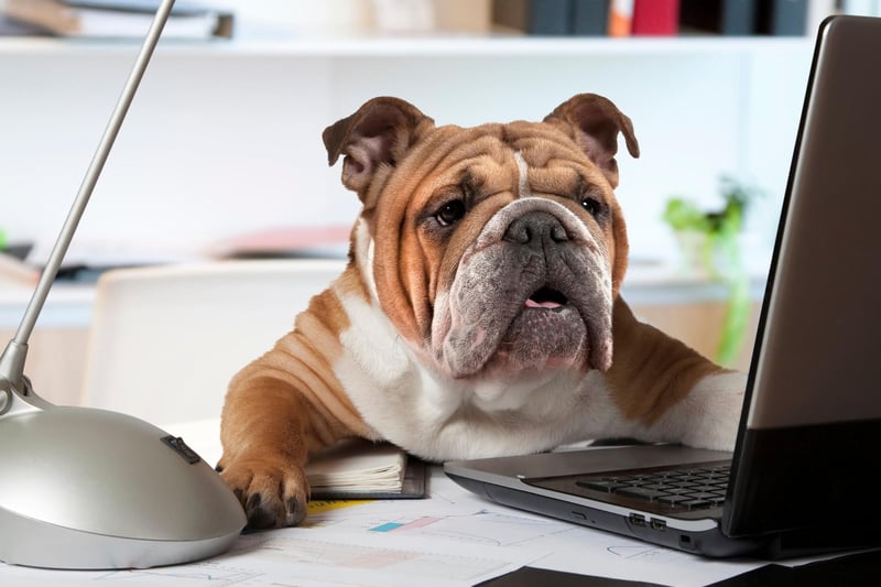 The Bulldog is a breed that can be exactly as stubborn as it looks. Their two favourite things to do are to eat and to sleep - getting them to do anything else can be a real challenge.