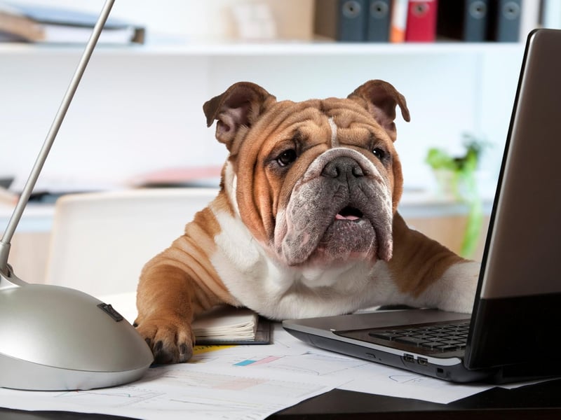 The Bulldog is a breed that can be exactly as stubborn as it looks. Their two favourite things to do are to eat and to sleep - getting them to do anything else can be a real challenge.