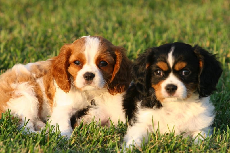 Bred to be royal lap dogs and loyal companions, the Cavalier KIng Charles Spaniel needs plenty of grooming to keep their coat shiny and neat. They also demand plenty of attention - hating not being at their beloved owner's side at all times.