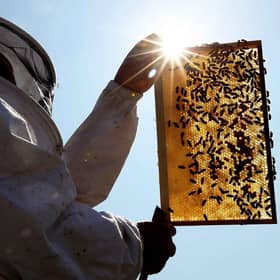 Beekeeper and Chairman of The London Beekeepers Association John Chapple installs a new bee hive on an urban rooftop garden in Islington. He has told ther bees about their new master (photo: Getty Images)