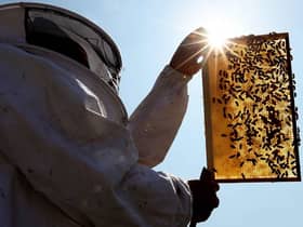 Beekeeper and Chairman of The London Beekeepers Association John Chapple installs a new bee hive on an urban rooftop garden in Islington. He has told ther bees about their new master (photo: Getty Images)