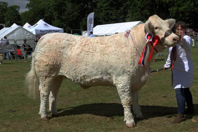 The Barclay family’s Charolais champion which went on to win the interbreed beef cattle championship and the “champion of champions” award